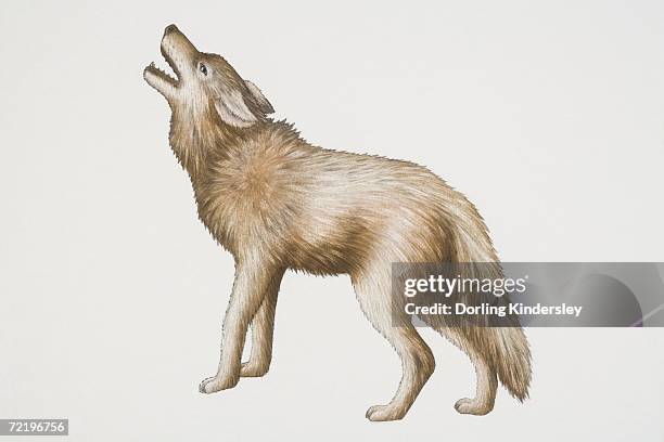 bildbanksillustrationer, clip art samt tecknat material och ikoner med grey wolf (canis lupus) lifting up its head and howling, side view. - yla