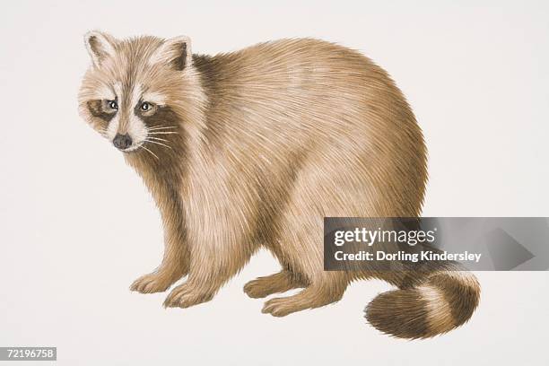 Rotund Racoon 35 Furry Raccoon High Res Illustrations - Getty Images