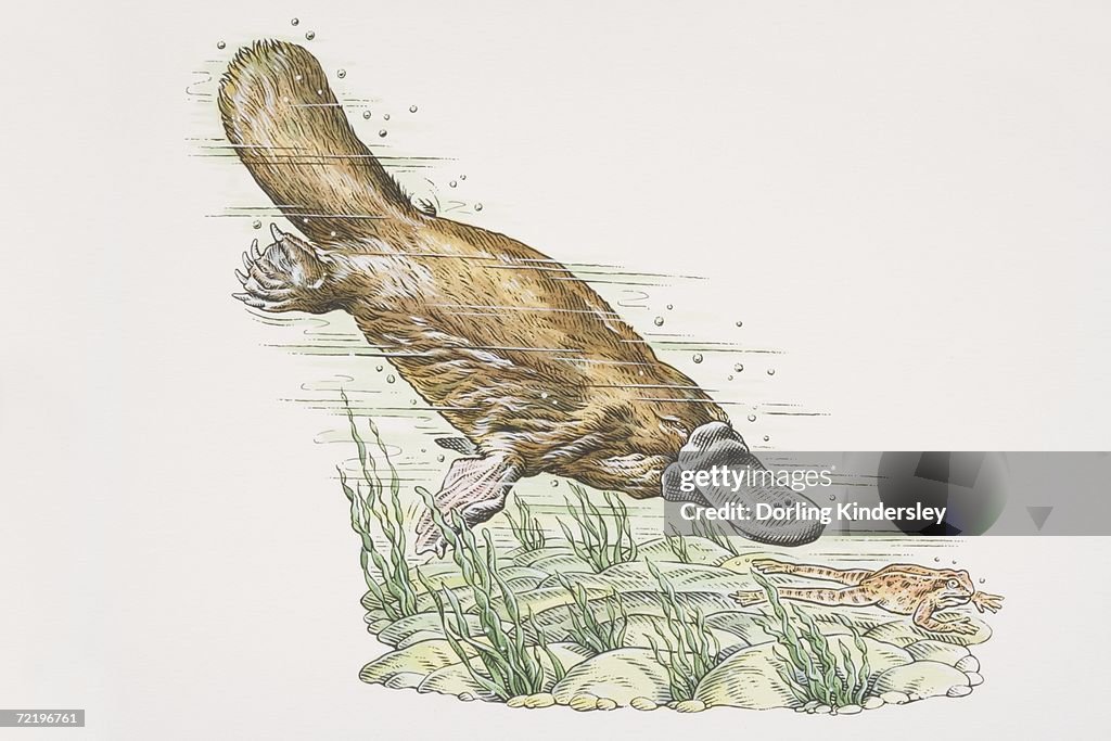 Duck-billed Platypus (Ornithorhynchus anatinus) diving and chasing frog (anura) underwater, side view.