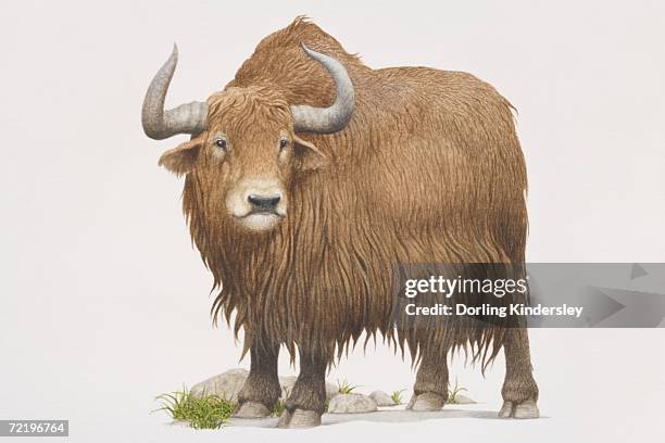 yak (bos grunniens), front view. - bison stock illustrations