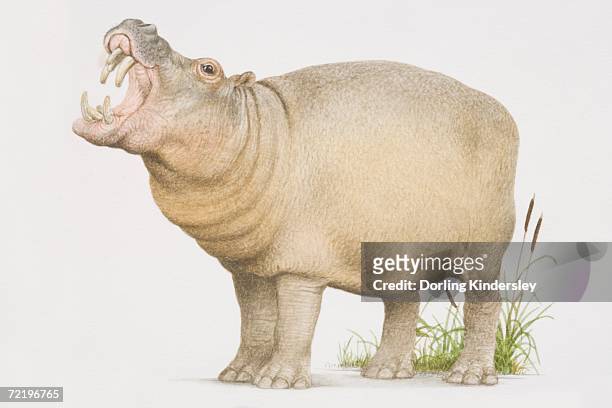 hippopotamus (hippopotamus amphibius) opening its mouth in a yawn, side view. - yawn stock illustrations