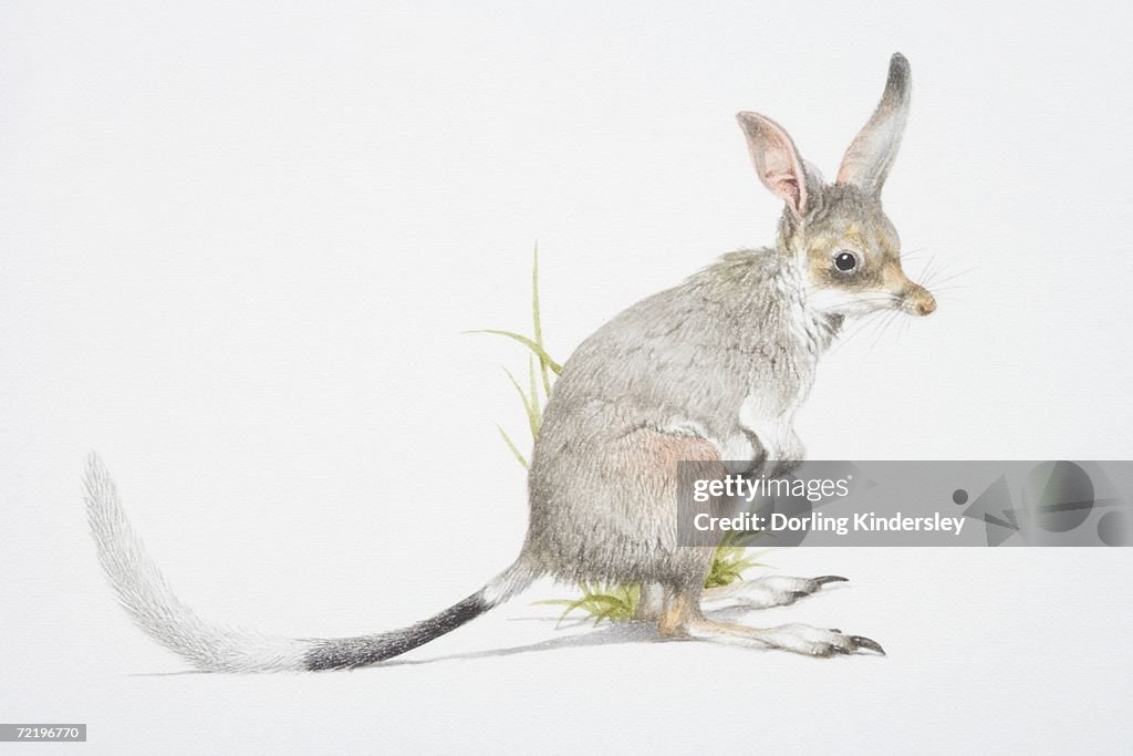Rabbit-eared Bandicoot (macrotis lagotis), side view.