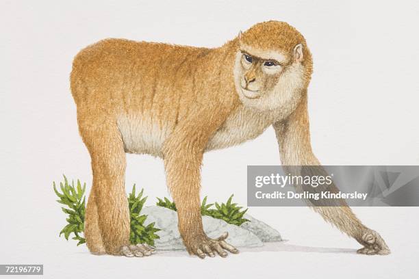 barbary ape (macaca sylvanus) on all fours, side view. - macaque stock illustrations