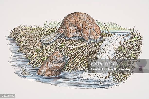 ilustraciones, imágenes clip art, dibujos animados e iconos de stock de two american beavers (castor canadensis) building dam, one perched on top of dam and another in water, side view. - castor