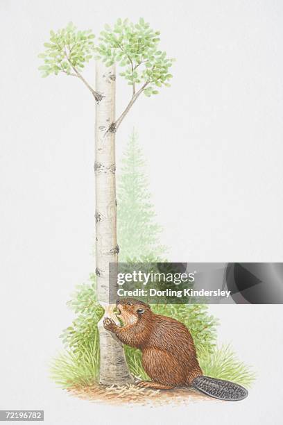 eurasian beaver (castor fiber) sitting on ground gnawing away at tree trunk, side view. - biting stock illustrations