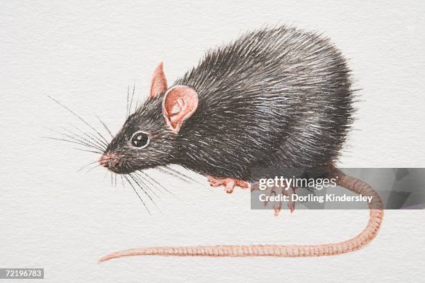 Rat Back View Rat Side View Photos and Premium High Res Pictures - Getty Images