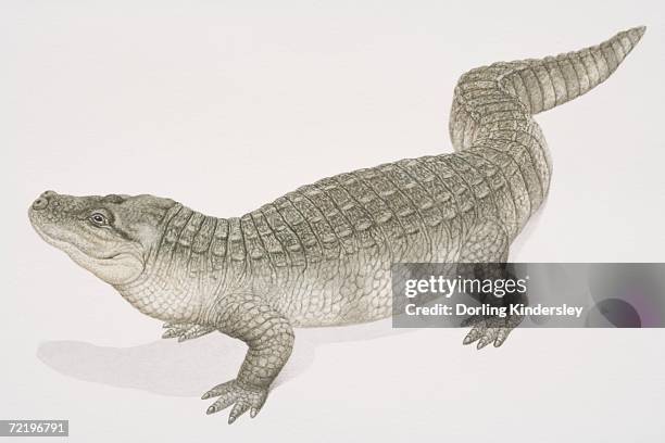 chinese alligator (alligator sinensis), side view. - alligator sinensis stock illustrations