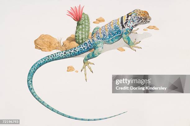 common collared lizard (crotaphytus collaris), elevated view. - crotaphytidae stock illustrations