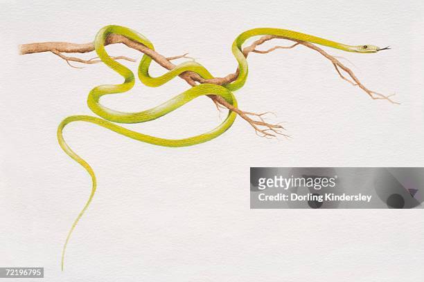 stockillustraties, clipart, cartoons en iconen met flying tree snake (chrysopelea pelias) slithering around a thin branch, side view. - gespleten tong