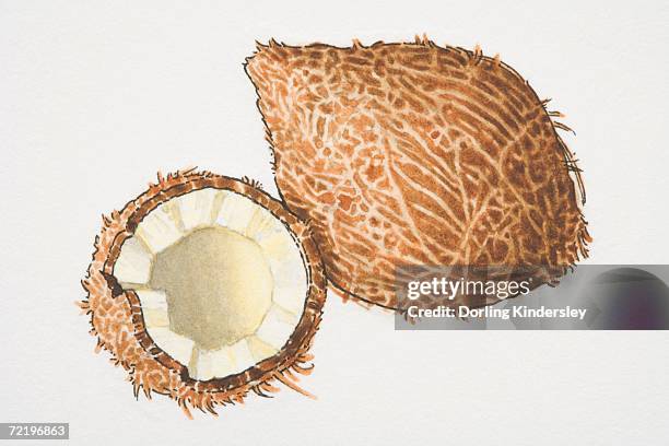 cocos, one and a half coconuts. - cycad stock illustrations