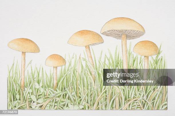 agrocybe pediades, common field cap mushrooms fruiting in grass. - bolbitiaceae stock illustrations