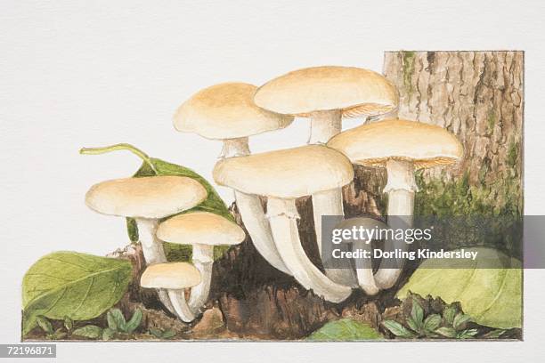 agrocybe cycindracea, poplar field-cap mushrooms fruiting at the foot of tree trunk. - bolbitiaceae stock illustrations