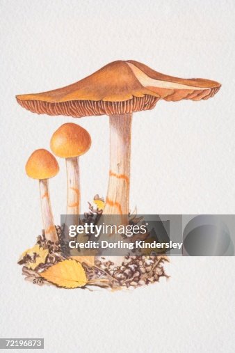 Red Banded Webcap Cortinarius Armillatus Three Redbanded Webcap Mushrooms Two Of Them ...
