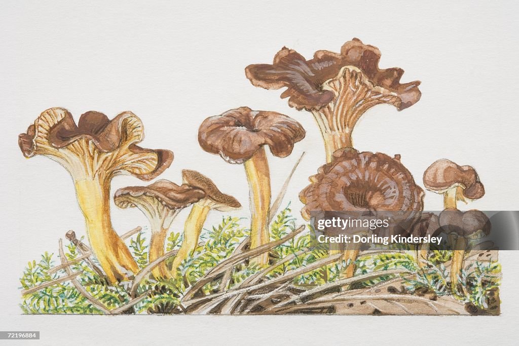 Cantharellus tubaeformis, Trumpet Chanterelle mushrooms fruiting amongst moss.