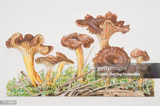 cantharellus tubaeformis, trumpet chanterelle mushrooms fruiting amongst moss. - cantharellus tubaeformis stock illustrations