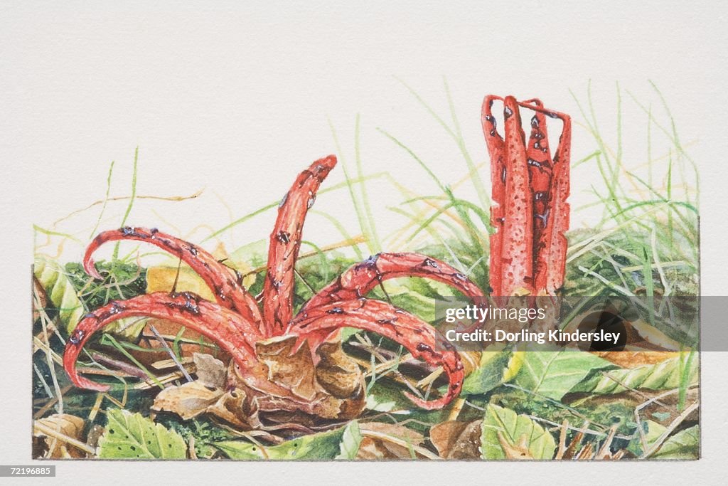 Clathrus archeri, Devil's Fingers mushrooms fruiting in wild grasses.