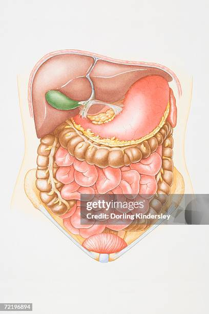 illustration of abdominal cavity including liver, pancreas, stomach, small intestine, colon and bladder. - pate stock illustrations