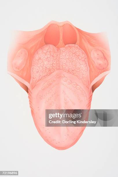 diagram illustrating the anatomy of the tongue, front view. - epiglottis anatomy stock illustrations