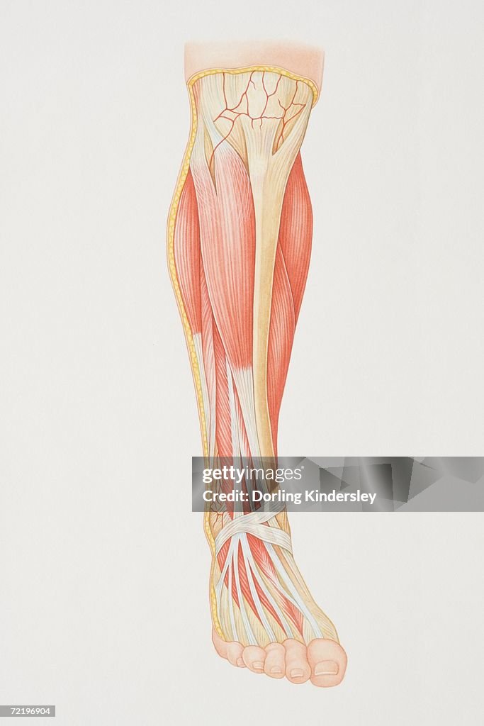 Diagram of lower leg illustrating muscle groups, nerves and veins.
