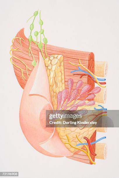 cross-section diagram of female breast. - 乳管点のイラスト素材／クリップアート素材／マンガ素材／アイコン素材