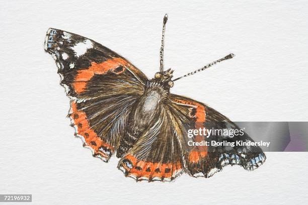 red admiral butterfly (vanessa atalanta). - nymphalid stock illustrations
