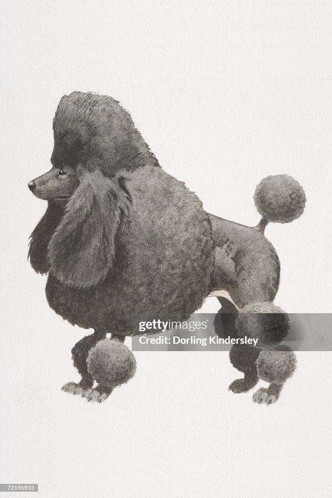 Black Poodle (canis familiaris), partially shaved coat with pompoms, side view.