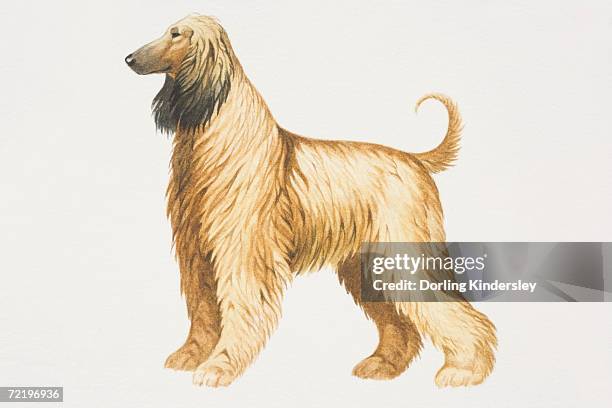 stockillustraties, clipart, cartoons en iconen met afghan hound (canis familiaris), side view. - afgaanse windhond
