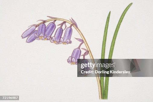 Hyacinthoides non-scripta, Bluebell, side view. Hyacinthoides non-scripta, Bluebell, side view.