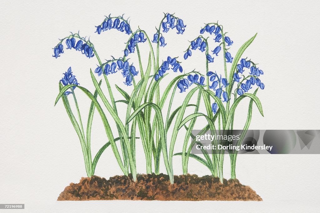 Hyacinthoides non-scripta, Bluebells growing in soil.