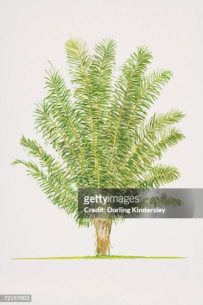 arenga pinnata, sugar palm tree, side view. - cycad stock-grafiken, -clipart, -cartoons und -symbole