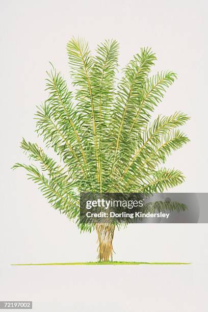arenga pinnata, sugar palm tree, side view. - cycad stock illustrations