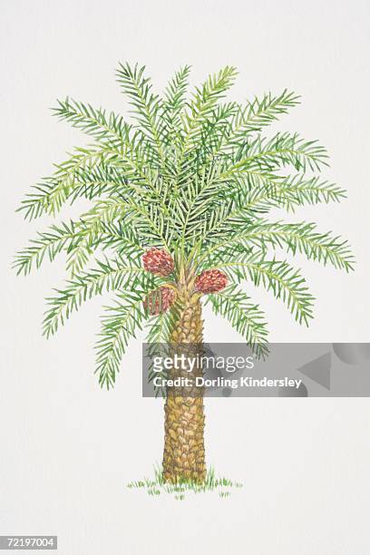 elaeis guineensis, african oil palm tree. - cycad stock-grafiken, -clipart, -cartoons und -symbole