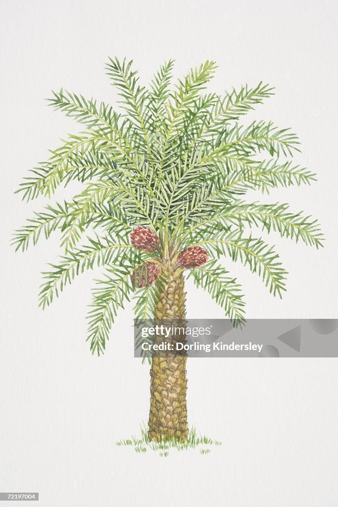 Elaeis guineensis, African Oil Palm tree.