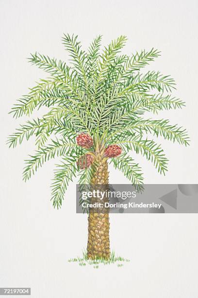 elaeis guineensis, african oil palm tree. - palm oil fruit white background stock illustrations