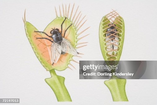Dionaea muscipula, two Venus Fly Traps, one opening to catch fly and the other with fly trapped between closed lobes, front view. Dionaea muscipula, two Venus Fly Traps, one opening to catch fly and the other with fly trapped between closed lobes, front view.