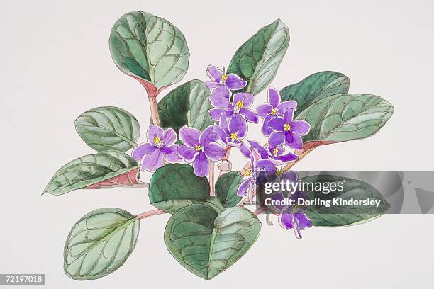 saintpaulia, african violet with purple flowers, elevated view. - saintpaulia stock illustrations