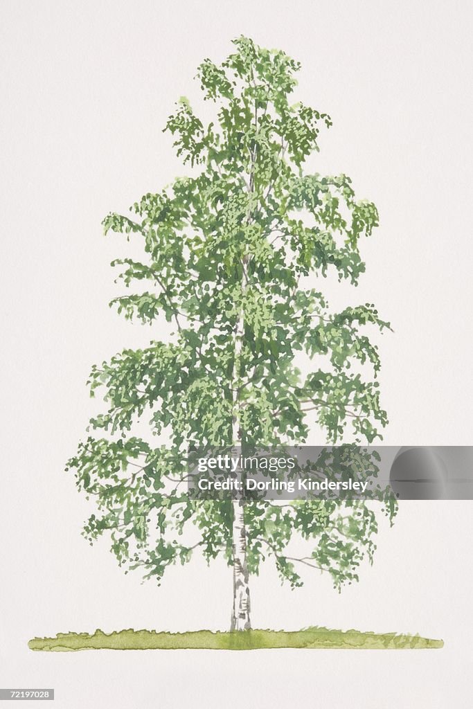 Betula pendula, Silver Birch tree.