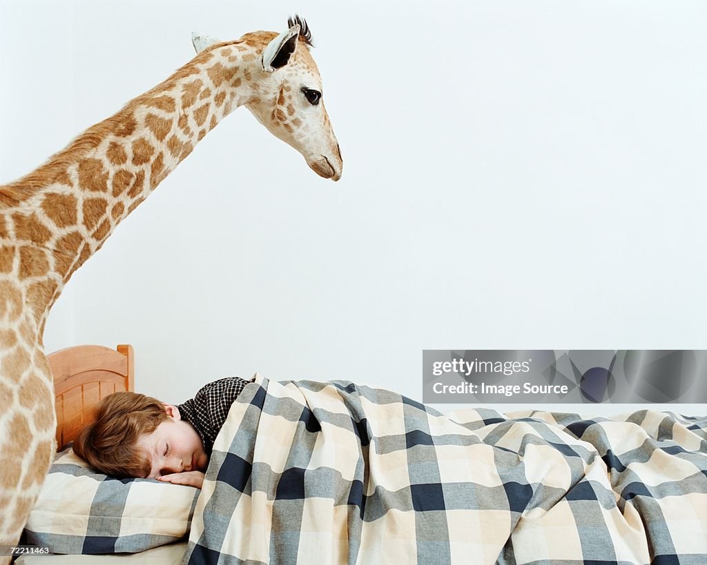 Sleeping boy with giraffe in his room