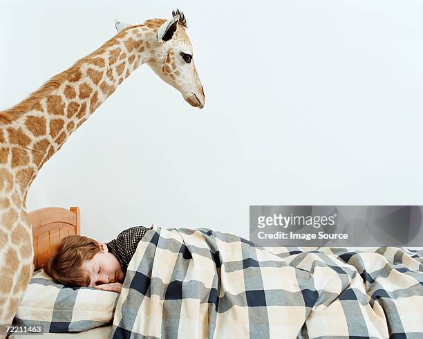 sleeping boy with giraffe in his room - white giraffe bildbanksfoton och bilder