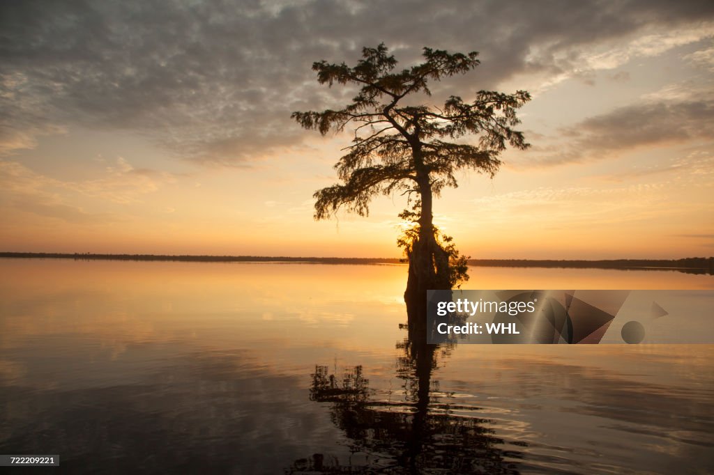 Reflection of tree in river at sunset