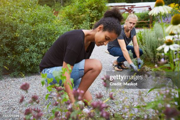 garden architects measuring footpath in yard - alles stockfoto's en -beelden