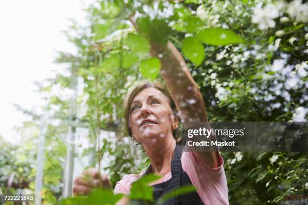 senior female gardener analyzing plants seen through glass in yard - botanist stockfoto's en -beelden