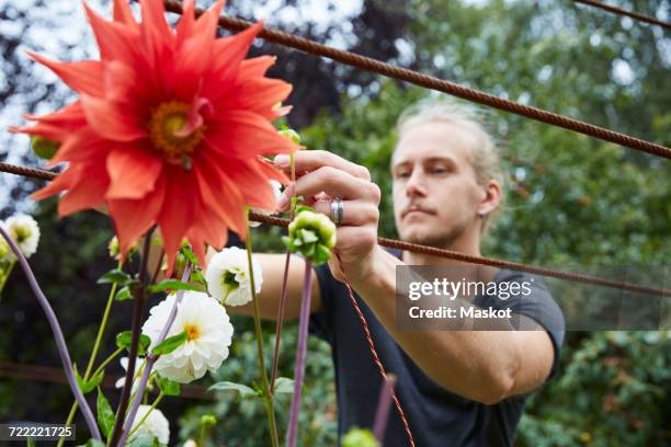 mid adult gardener tying string to flowers for support in yard - snöre bildbanksfoton och bilder
