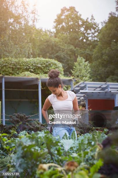 young female gardener removing mobile phone from back pocket at yard - phone in back pocket stock pictures, royalty-free photos & images