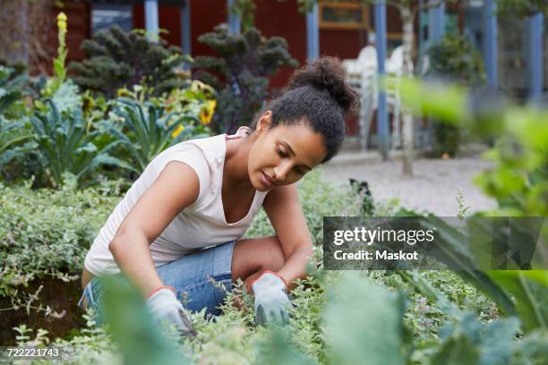woman analyzing plants at yard - green fingers - fotografias e filmes do acervo