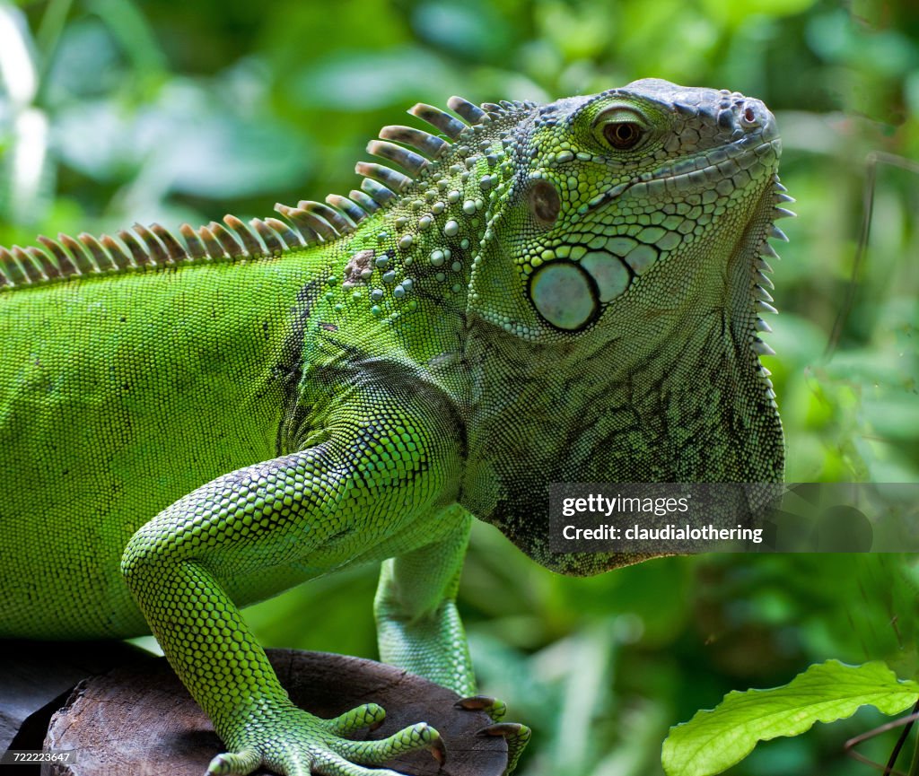 Green iguana, Knysna, Western Cape, South Africa