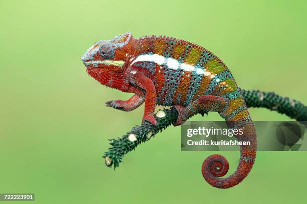 panther chameleon on branch, indonesia - chameleon stockfoto's en -beelden