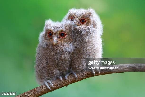 two baby owls sitting on a branch, indonesia - two owls stock pictures, royalty-free photos & images