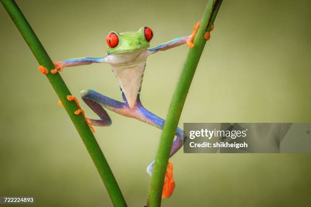 tree frog on a plant, indonesia - frosch stock-fotos und bilder