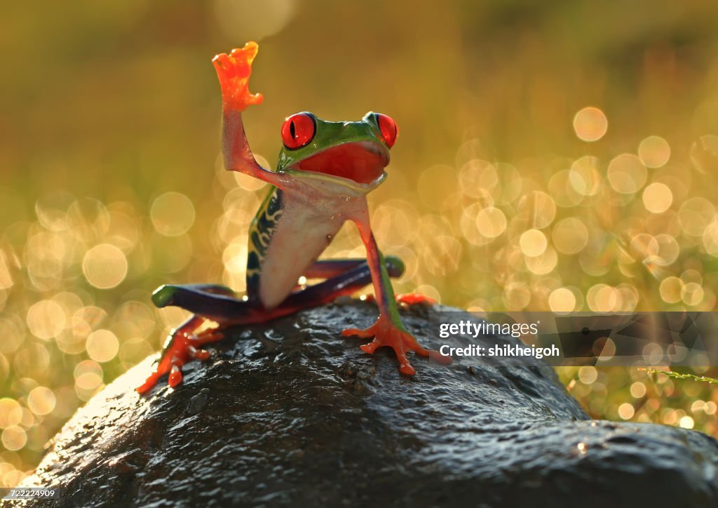 Tree frog on a rock, Indonesia
